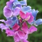 Fresh Lathyrus odoratus Pea Seeds Pink Light Purple Blue Mix Colorful Blooms