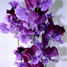 Fresh Lathyrus Odoratus Pea Seeds Purple with Deep Purple Accents Climbing Blooms