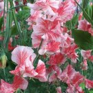 Fresh Rare Lathyrus Odoratus Sweet Pea Seeds Light Pink with Thick Red Stripes