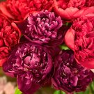 Fresh Damask Blend Peony Seeds Large Double Blooms in Red and Purple Mix Damask Series