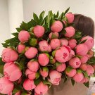 Fresh Mihun Series Pink Peony Seeds Small Fragrant Flower Buds