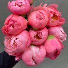 Fresh Jiehun Series Peony Seeds Big Pink Buds Spherical Blooms with Delicate Scent