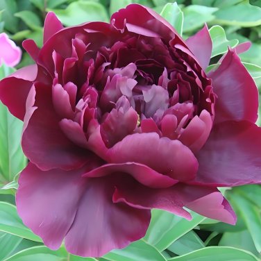 Fresh Hei Qishi Series Peony Seeds Large Double Blooms