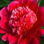 Fresh Xinniang Series Deep Red Peony Seeds Velvety Inner Stamens
