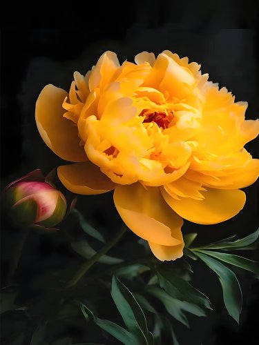 Fresh Exquisite Gold Double Peony Seeds Huangjin Series