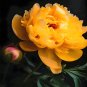 Fresh Exquisite Gold Double Peony Seeds Huangjin Series