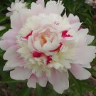 Fresh Qiyu Series Light Pink Peony Seeds with Milk Yellow Purple Inner Stamens