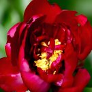 Fresh Deep Red Peony Seeds Jiaoyang Series Large Double Flowers
