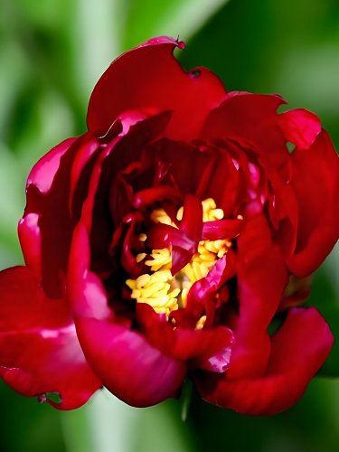 Fresh Deep Red Peony Seeds Jiaoyang Series Large Double Flowers