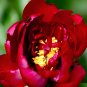Fresh Deep Red Peony Seeds Jiaoyang Series Large Double Flowers