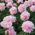 Fresh Princess Series Peony Seeds Medium Sized Pink Double Blossoms