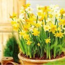 Fresh True Color Mixing Narcissus Bulbs Daffodil Bulbs Bonsai