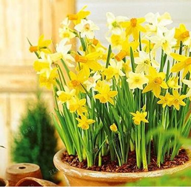 Fresh True Color Mixing Narcissus Bulbs Daffodil Bulbs Bonsai