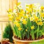 Fresh True Color Mixing Narcissus Bulbs Daffodil Bulbs Bonsai