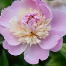 Fresh Fragrant Qiyuan Peony Seeds Light Pink Double Petals Khaki Stamen