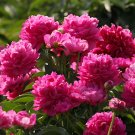 Fresh Thousand Layer Tower Series Peony Seeds – Large Purplish Red Double Blooms Scent