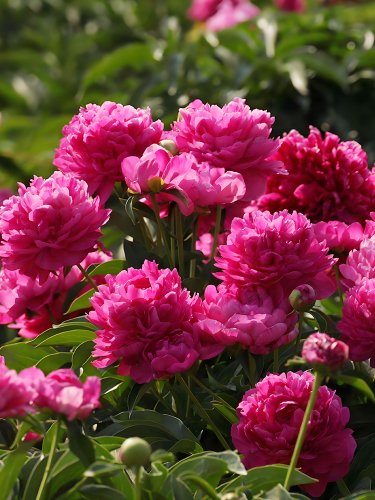 Fresh Thousand Layer Tower Series Peony Seeds &acirc;�� Large Purplish Red Double Blooms Scent