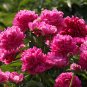 Fresh Thousand Layer Tower Series Peony Seeds – Large Purplish Red Double Blooms Scent