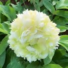 Fresh Fragrant Rising Sun Peony Seeds Creamy White with Pale Green Double Blooms