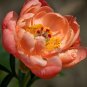 Fresh Sunset Series Peony Seeds Large Double Petals in Rust Orange