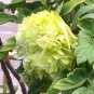 Fresh Double Petaled Green Peony Seeds Chongzhou Collection Strong Fragrance