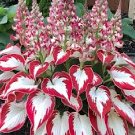 Fresh Rare Hosta Seeds White Leaves with Thick Red Edges