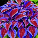 Fresh Stunning Hosta Seeds: Deep Red and Blue Green Foliage Mix