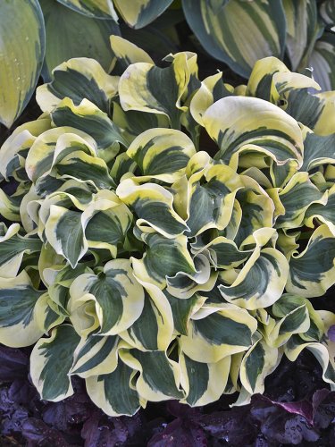 Fresh Hosta Seeds Variegated Foliage White Yellow Green Striped Slightly Curled Leaves