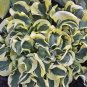 Fresh Hosta Seeds Variegated Foliage White Yellow Green Striped Slightly Curled Leaves