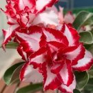 Fresh Adenium Seeds Desert Rose Windmill shaped Petals White Large Red Stripes 4 Layer