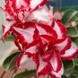 Fresh Adenium Seeds Desert Rose Windmill shaped Petals White Large Red Stripes 4 Layer