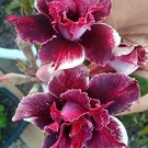 Fresh Adenium Seeds Desert Rose with Crismon Red with a Hint of White Mottling 5 Layer