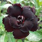 Fresh Adenium Seeds Desert Rose with Black Petals with a Hint of Faint Red 2 Layer