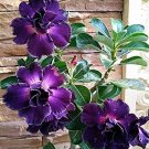 Fresh Rare Adenium Seeds Desert Rose with Purplish Black with Few White on Petals
