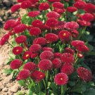 Fresh Bellis Perennis Seeds Dark Red