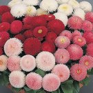 Fresh Bellis Perennis Seeds Mixed