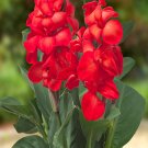Fresh Rare Canna Lily Seeds Fresh Red Blooms with Green Leaves