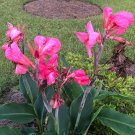 Fresh Rare Canna Lily Seeds Rose Pink Bloom with Green Leaves