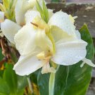 Fresh Moonshine Canna Lily Seeds Green Leaves and Milky White Flowers