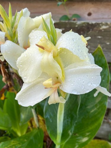 Fresh Moonshine Canna Lily Seeds Green Leaves and Milky White Flowers