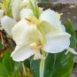 Fresh Moonshine Canna Lily Seeds Green Leaves and Milky White Flowers