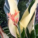 Fresh Canna Lily Variegated Seeds Light Yellow Green Leaves and Light Orange Flowers