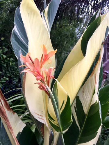 Fresh Canna Lily Variegated Seeds Light Yellow Green Leaves and Light Orange Flowers