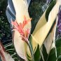 Fresh Canna Lily Variegated Seeds Light Yellow Green Leaves and Light Orange Flowers