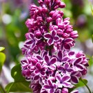 Fresh Syringa Vulgaris Seeds Purple Lilac Multi stemmed Small Tree