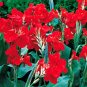 Fresh Canna Red Seeds