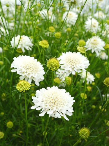Fresh Scabiosa Atropurpurea White Seeds