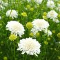Fresh Scabiosa Atropurpurea White Seeds
