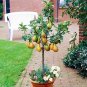 Fresh Mini Pear Tree Seeds Super Sweet Fruit Mixed