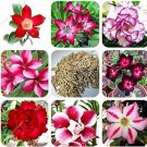 Fresh Desert Rose Garden Home Seeds Mixed